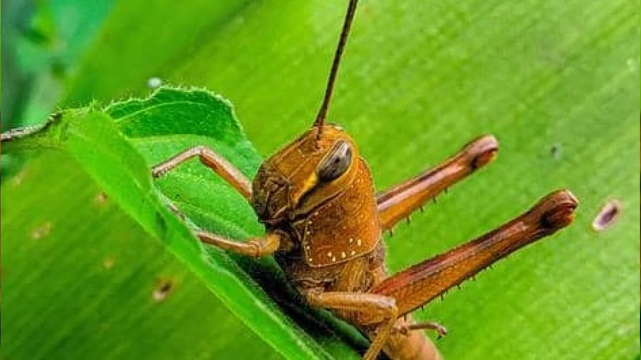 Çekirgelerin ekosistemdeki rolü