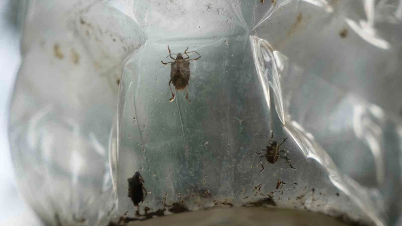 Çiftçinin baş belası kahverengi kokarca, nemi seviyor