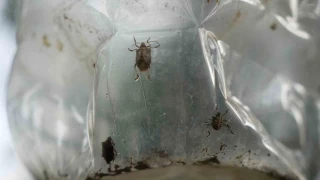 Çiftçinin baş belası kahverengi kokarca, nemi seviyor