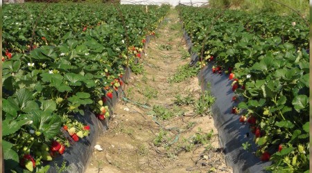 Çilek hasadına devam