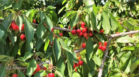 Dalbastı kirazında rekolte düştü kalite yükseldi