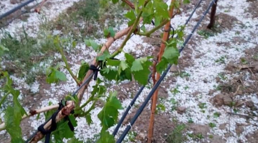 Dolu üzüm bağlarını vurdu