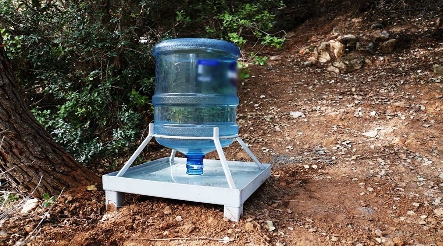 Domuzları ikna etmeye çalışıyorlar