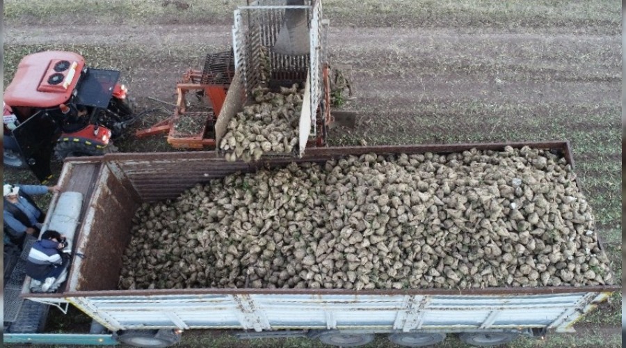 En tatlı hasat başladı