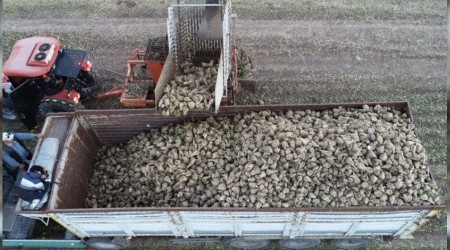 En tatlı hasat başladı