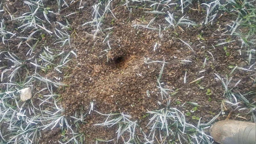 'Fare ölüleri yakılmalı ya da gömülmeli'