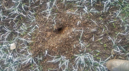 'Fare ölüleri yakılmalı ya da gömülmeli'