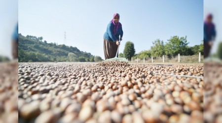 Fındık ihracatında hedef 290 bin ton