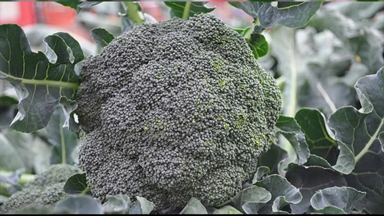 Fiyatlar tarladan sofraya katlanıyor