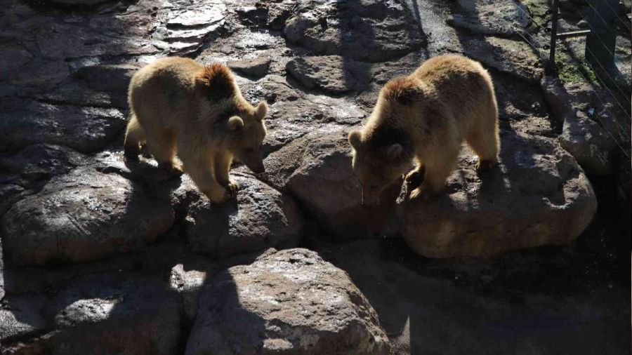 Gaziantep'te ayılar kış uykusunu unuttu