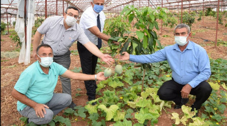 Geleneksel ürünlerde maliyet artınca çiftçiler tropik meyvelere yöneldi