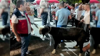 "Hayvan Ağırlık Tahmin Yarışması"