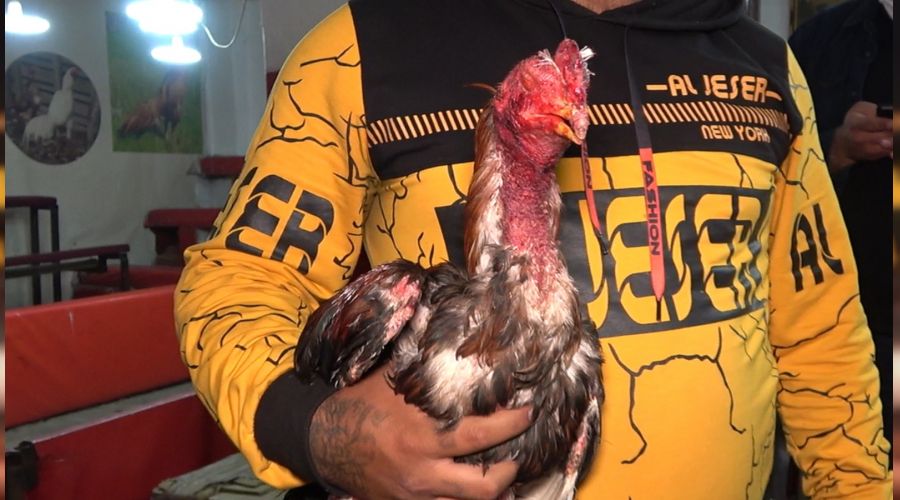 Horoz dövüşçülerine baskında 69 kişiye 431 bin 250 lira ceza