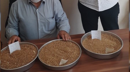 İlk buğday 1,73 TL'den alıcı buldu