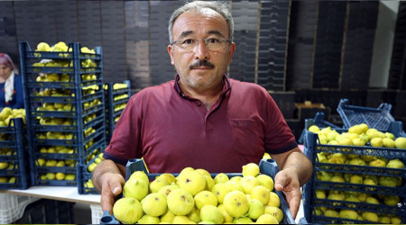 İncir de iklim değişikliği kurbanı