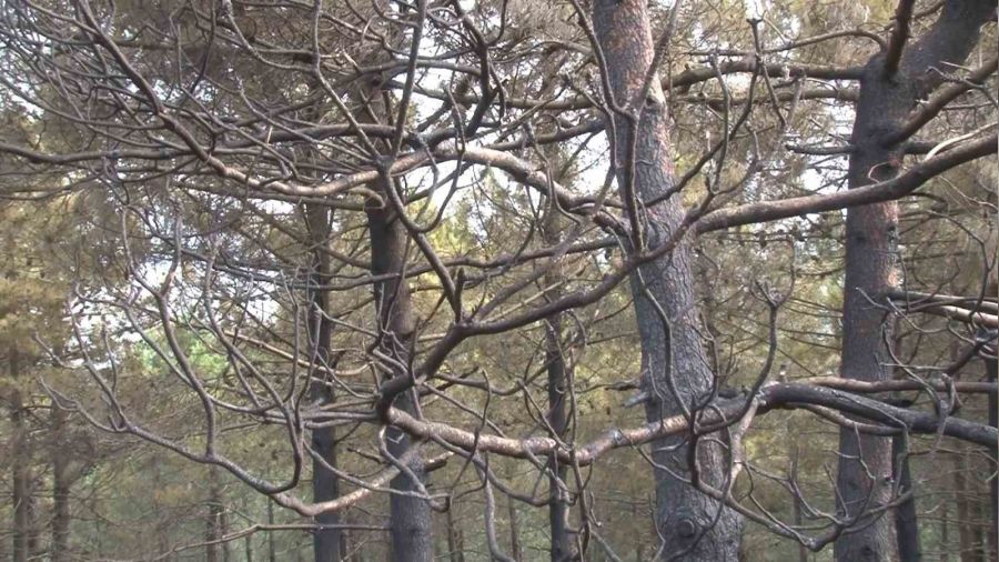 İşte Maltepe'de çıkan orman yangınında hasarın boyutu