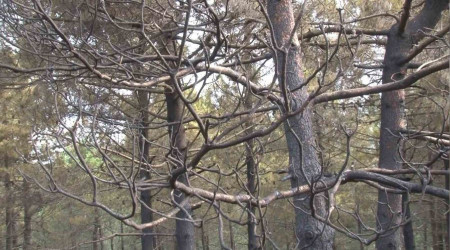 İşte Maltepe'de çıkan orman yangınında hasarın boyutu