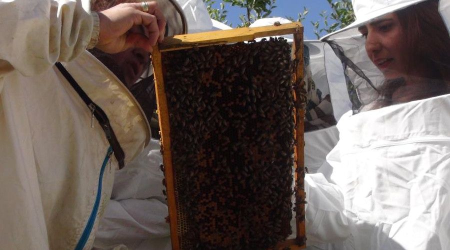 Kadın girişimcilerle arıcılık gelişiyor