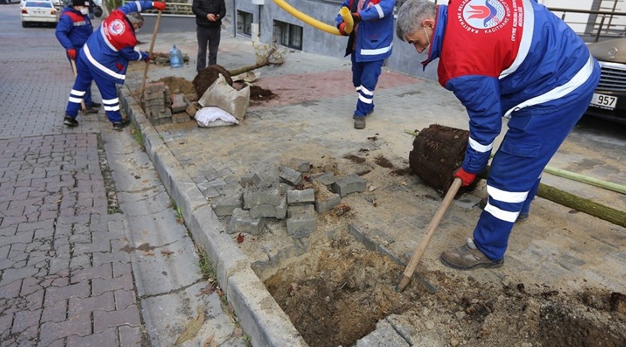 Kağıthane'de her köşebaşına ağaç