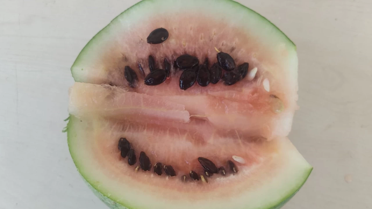 Kendisi ferahlatan karpuzun çekirdeği de çok faydalı