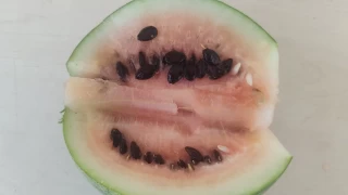 Kendisi ferahlatan karpuzun çekirdeği de çok faydalı