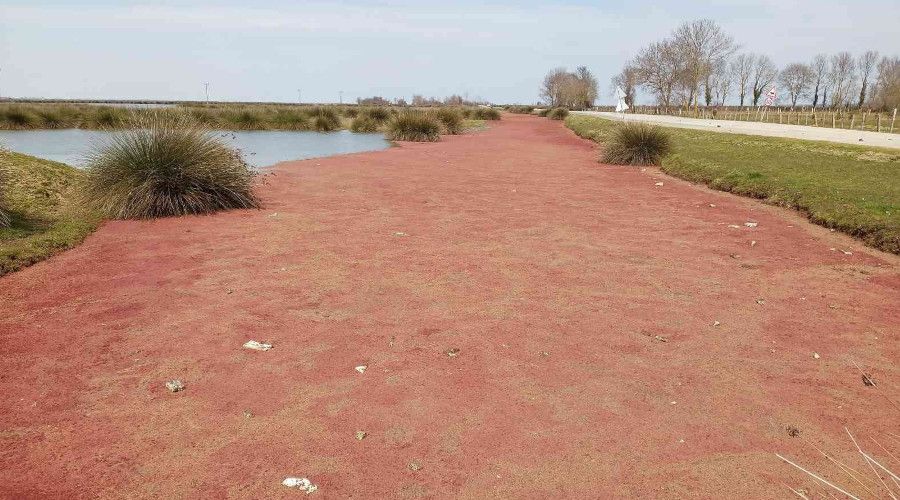 Kızılırmak Deltası kızıla büründü