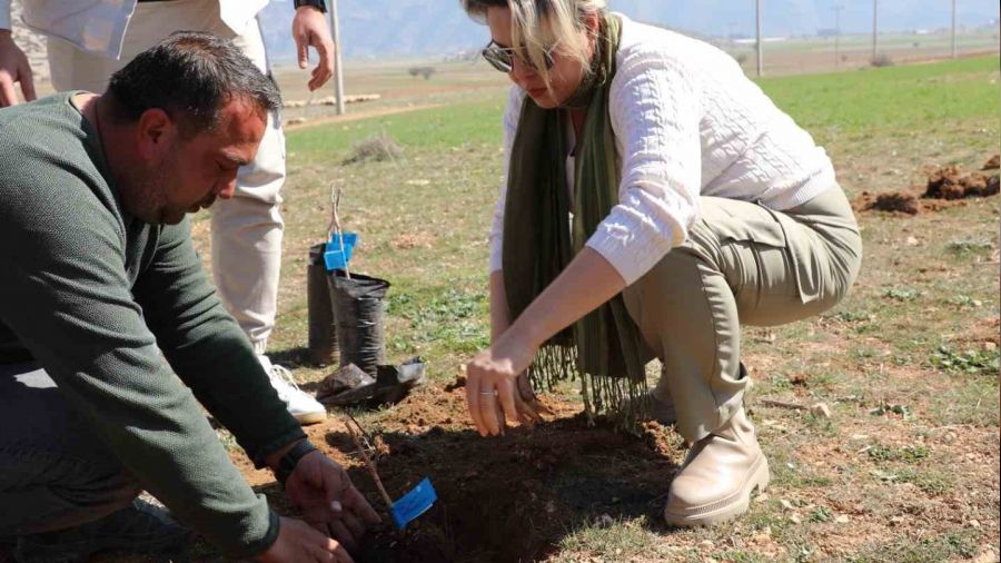 Korkuteli'de antepfıstığı yetiştiriciliği yapılacak