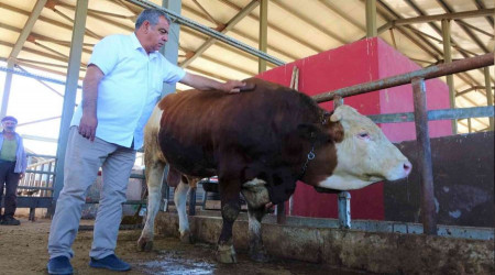 'Kral' tosun 50 bin TL'ye alıcısını bekliyor