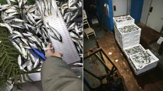 Küçük boy balık satışı yapan iş yerine ceza