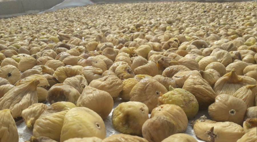 Kuru incirde kalite seferberliği