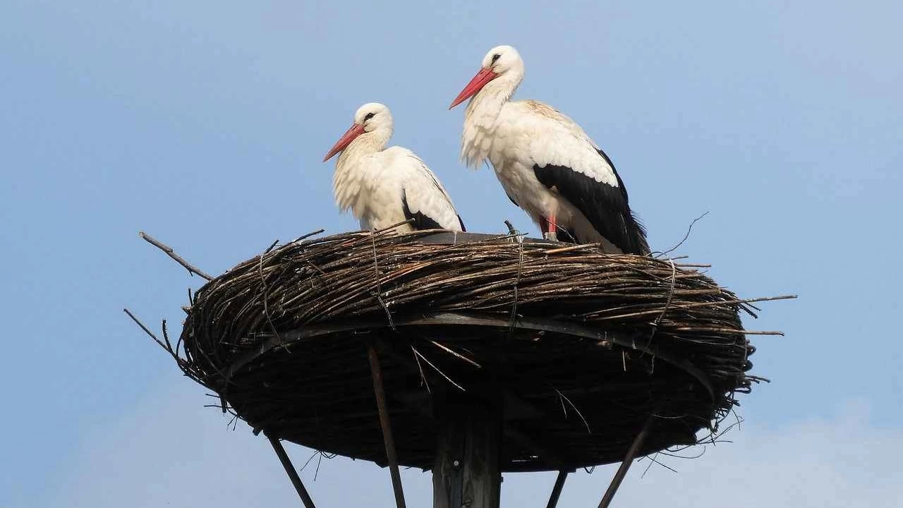 Leylekler: Gökyüzünün zarif gezginleri