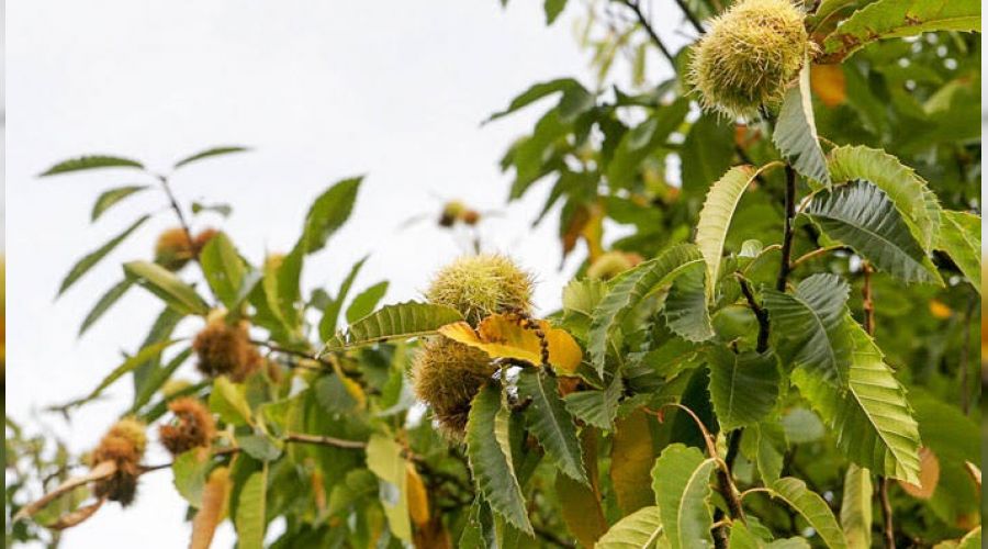 'Macit 55' kestane çeşidi tescillendi