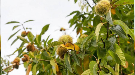 'Macit 55' kestane çeşidi tescillendi