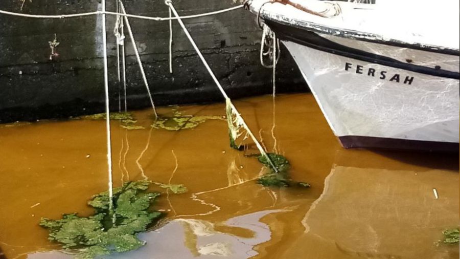 Marmara'dan sevindiren haber