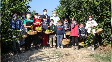 Mersinli ocuklar depremzedeler iin narenciye toplad