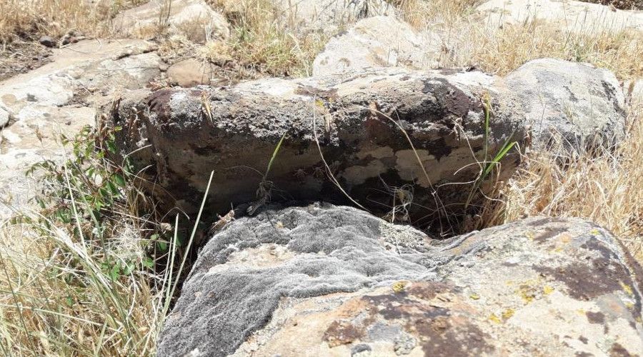 Musabeyli'de çekirgeyle mücadele başladı