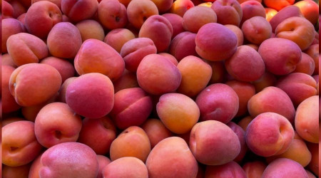 Mut'tan 80 bin ton kayısı ihraç edildi