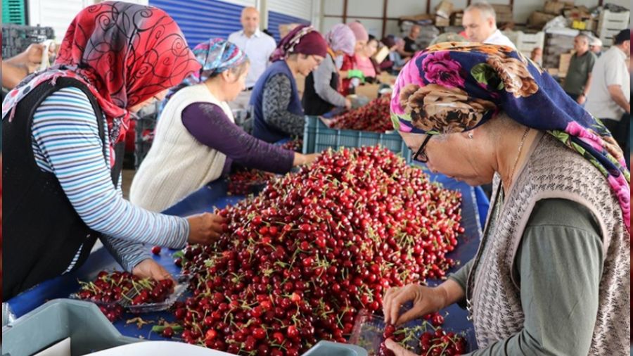 Napolyon kirazı ihracatında güzel başlangıç