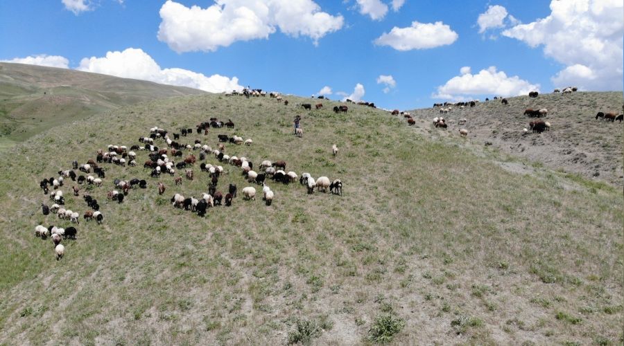 Ovadaki besiciler yaylalara kmaya balad