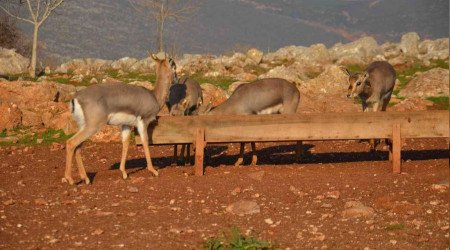 Özenle korunan dağ ceylanları çoğalıyor