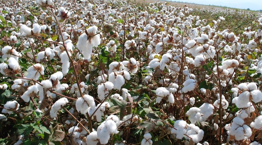 Pamukta 6 lira fiyat beklentisi