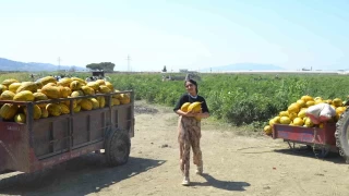 Para etmeyince 600 ton kavun ve karpuzu cretsiz dattlar