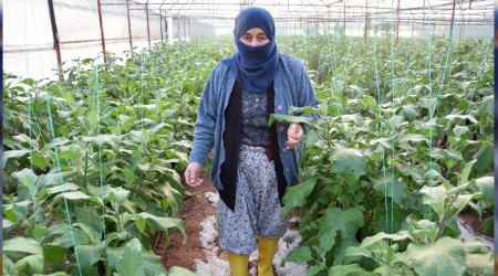 'Patlıcan pahalı diyenler şu halimize baksınlar'