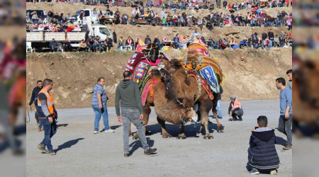 Pehlivan develer Aydn Koarl'da