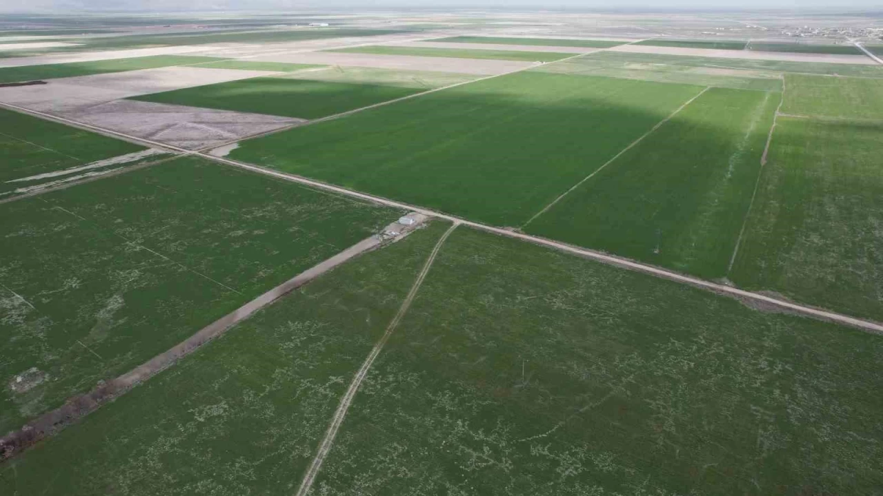 Rekolte için doğru ilaçlama ve sulama önerisi