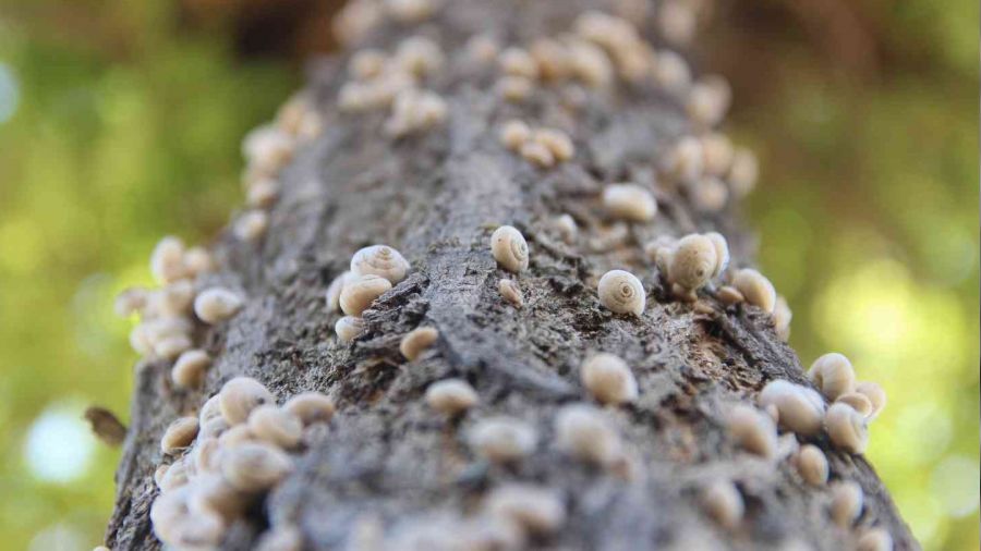 Salyangoz istilası ilginç görüntüler oluşturdu