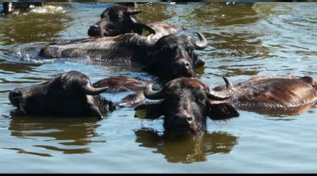 Samsun manda varlığında Türkiye'de 1'inci sırada