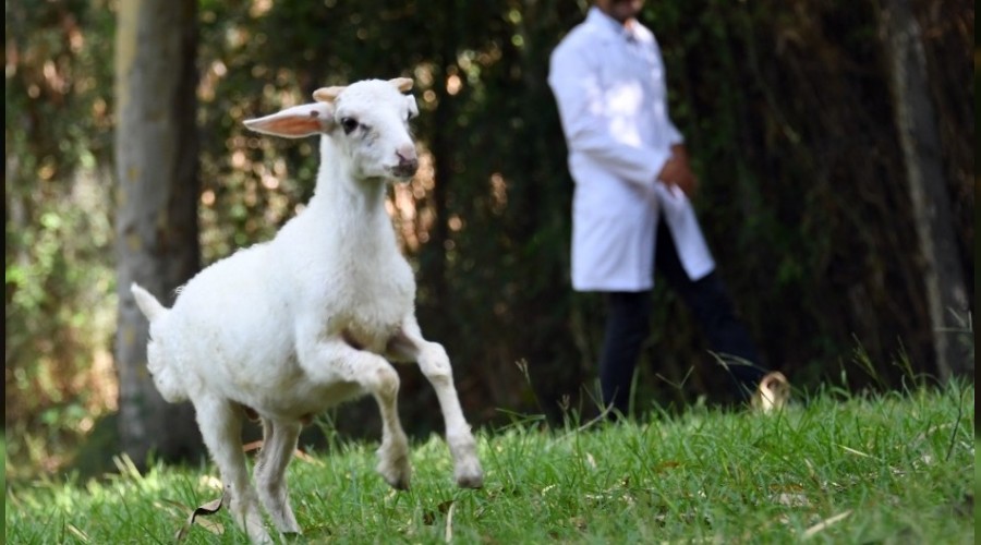 Sevimli kuzu Doğa Parkı'nın maskotu oldu