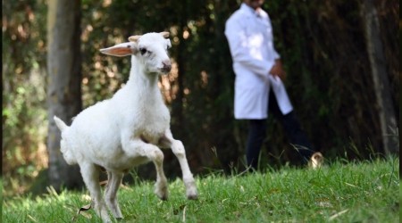 Sevimli kuzu Doğa Parkı'nın maskotu oldu