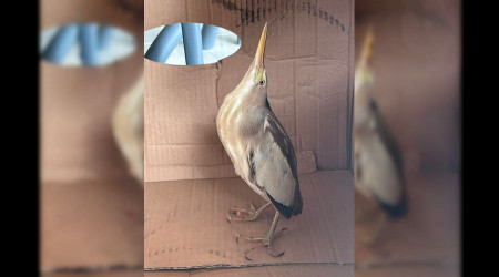 Silivri’de nesli tükenmek üzere olan ‘balaban kuşu’ bulundu